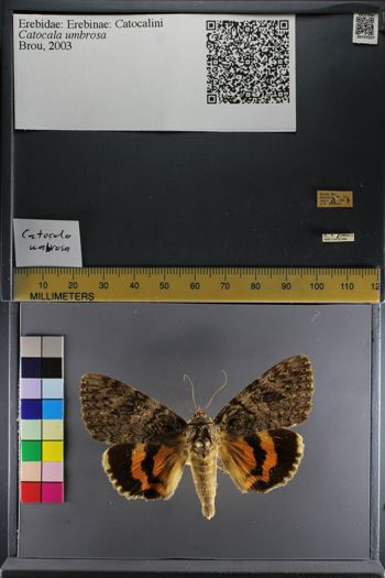 Media type: image;   Entomology 747037